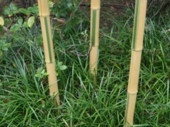 Phyllostachys Aureosulcata 'Spectabilis', Zickzack-Bambus 5 Phyllostachys Aureosulcata 'Spectabilis', Zickzack-Bambus -Gartenpflanzen Lieferungen zickzack bambus triebe55599efa251bd 1280x1280