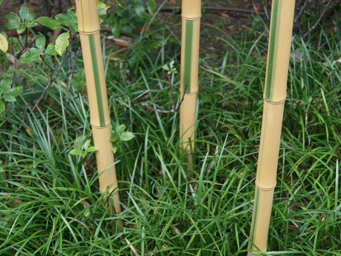 Phyllostachys Aureosulcata 'Spectabilis', Zickzack-Bambus 3 Phyllostachys Aureosulcata 'Spectabilis', Zickzack-Bambus – Bild 3