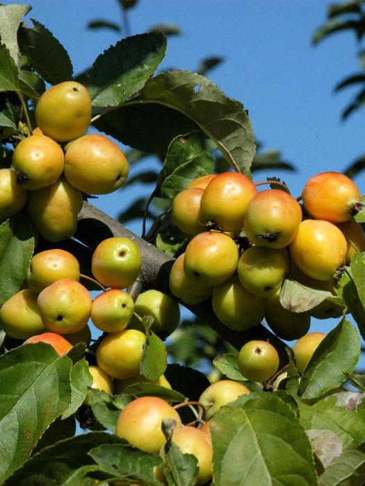 Malus 'Golden Hornet', Gelber Zierapfel 1 Malus 'Golden Hornet', Gelber Zierapfel