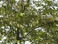 Prunus Subhirtella 'Accolade', Frühe Zierkirsche - Hochstamm -Gartenpflanzen Lieferungen zierkirsche accolade blatt55599f4ab2f30 1280x1280