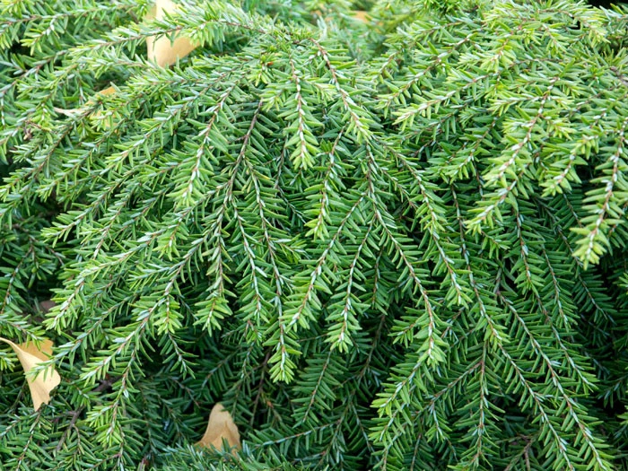 Tsuga Canadensis 'Jeddeloh', Zwerg-Hemlocktanne 2 Tsuga Canadensis 'Jeddeloh', Zwerg-Hemlocktanne – Bild 2