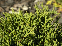 Gartenpflanzen Lieferungen -Gartenpflanzen Lieferungen zwerg kugellebensbaum danica 1280x1280