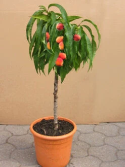 Zwergpfirsich Grünlaubig 'Bonanza'