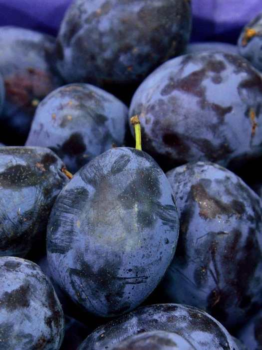 Zwetsche Jojo 1 Zwetsche Jojo