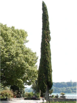 Cupressus Sempervirens 'Totem', Toscana-Zypresse -Gartenpflanzen Lieferungen zypresse mediterran baum 1280x1280