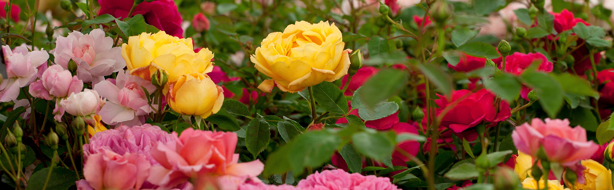 Gartenpflanzen Lieferungen 2 Gartenpflanzen Lieferungen -Gartenpflanzen Lieferungen 1